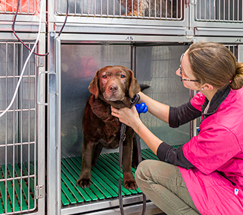 veterinaire de garde tours