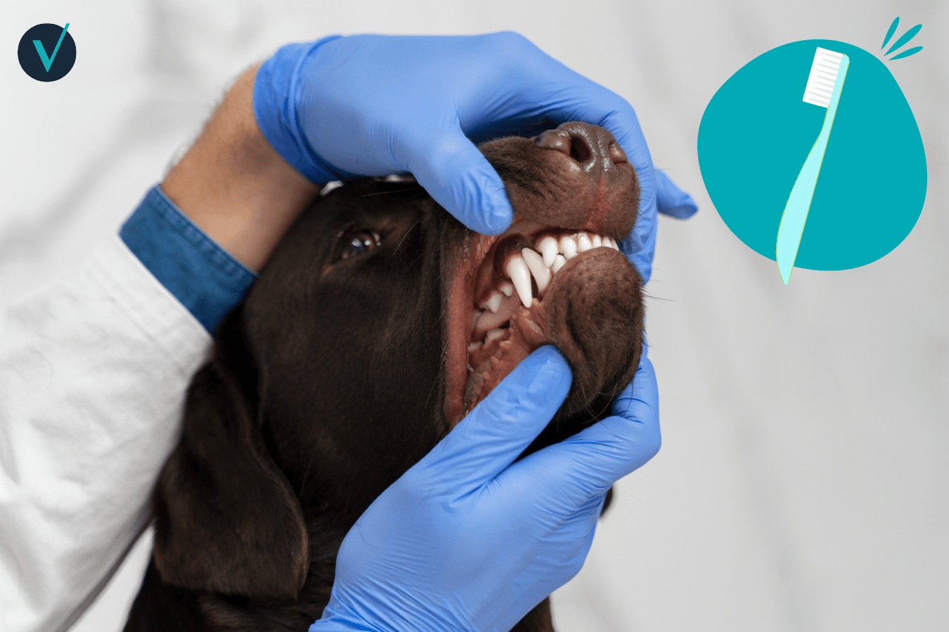 visuel article hygiène dentaire du chien 2