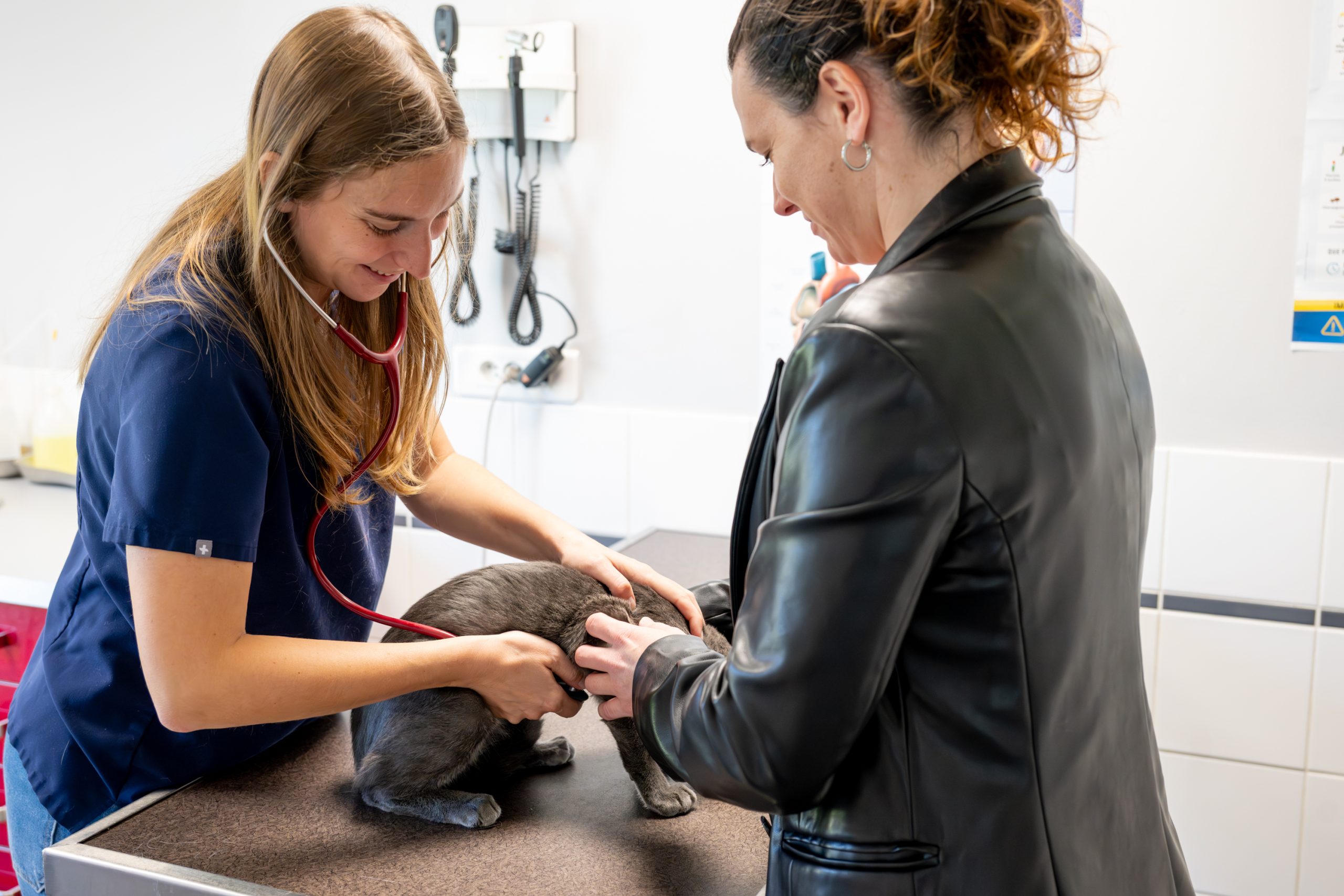 clinique vétérinaire alfavet le bouscat 10