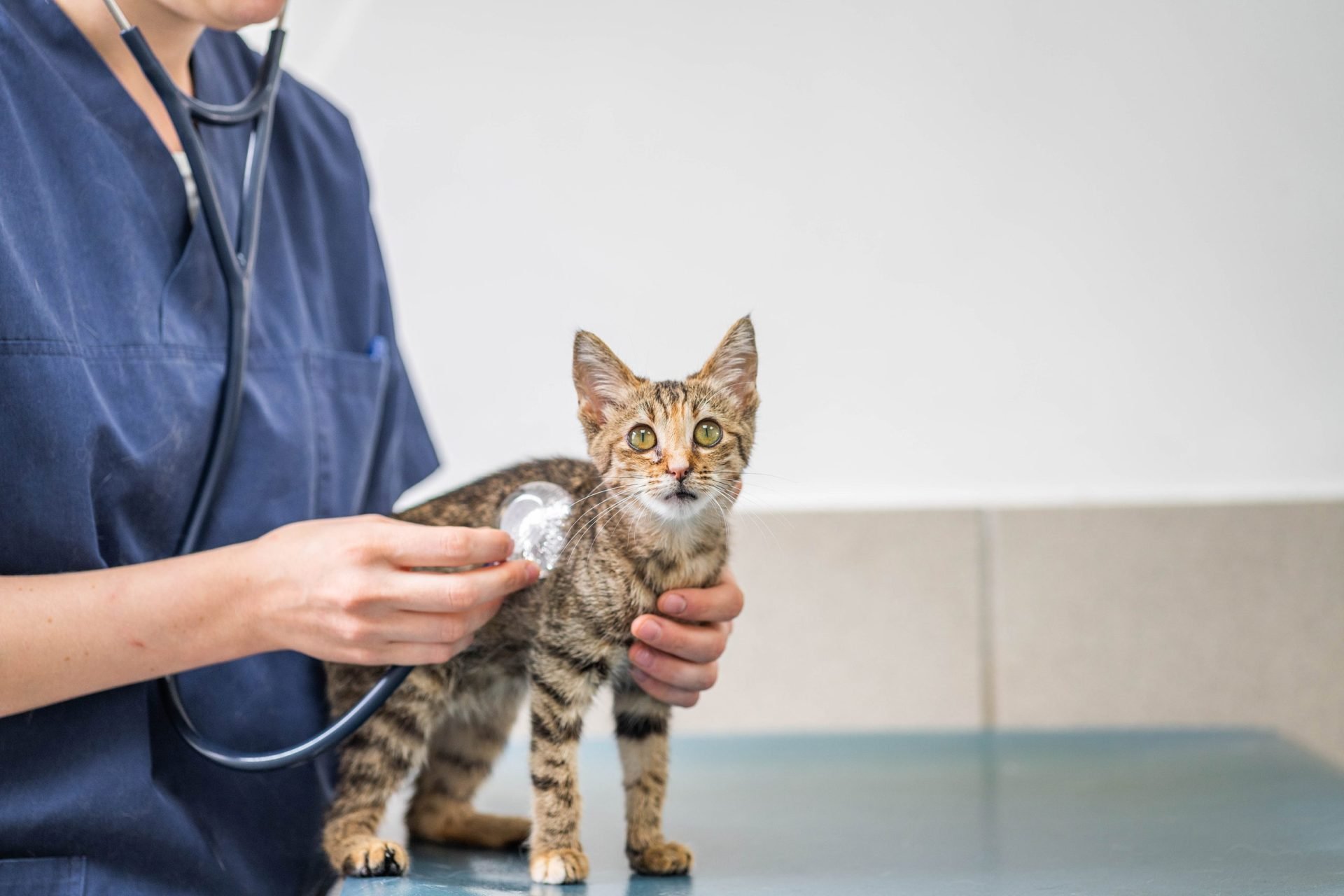 Consultation chaton