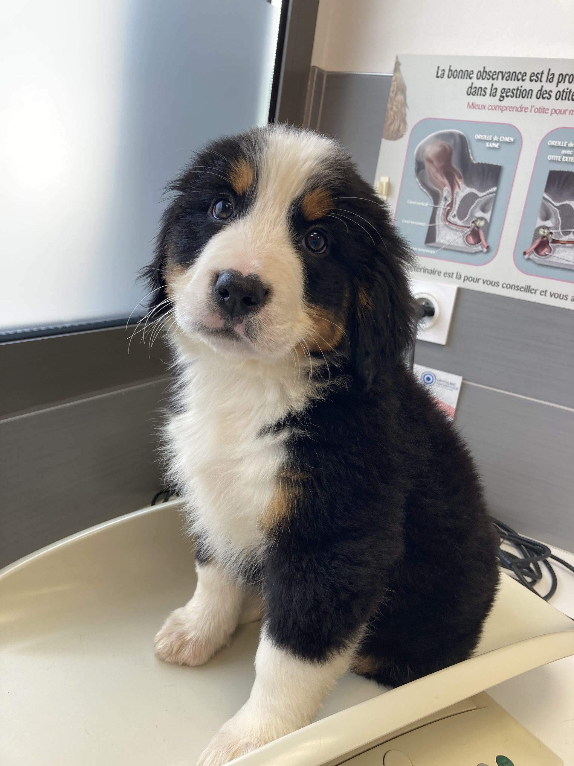 chiot bouvier balance