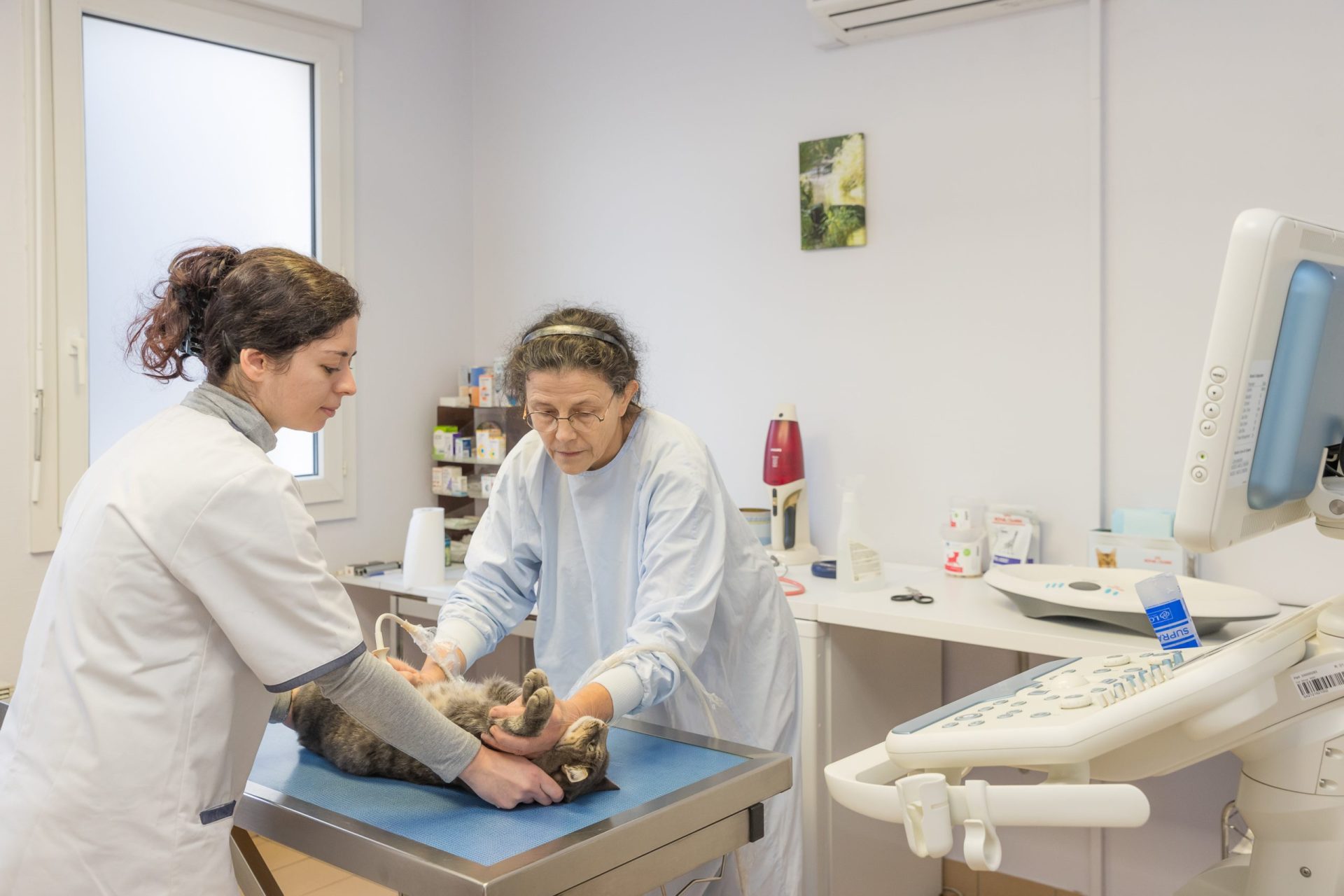 cliniqueveterinaireauxerre conches auxerre 15