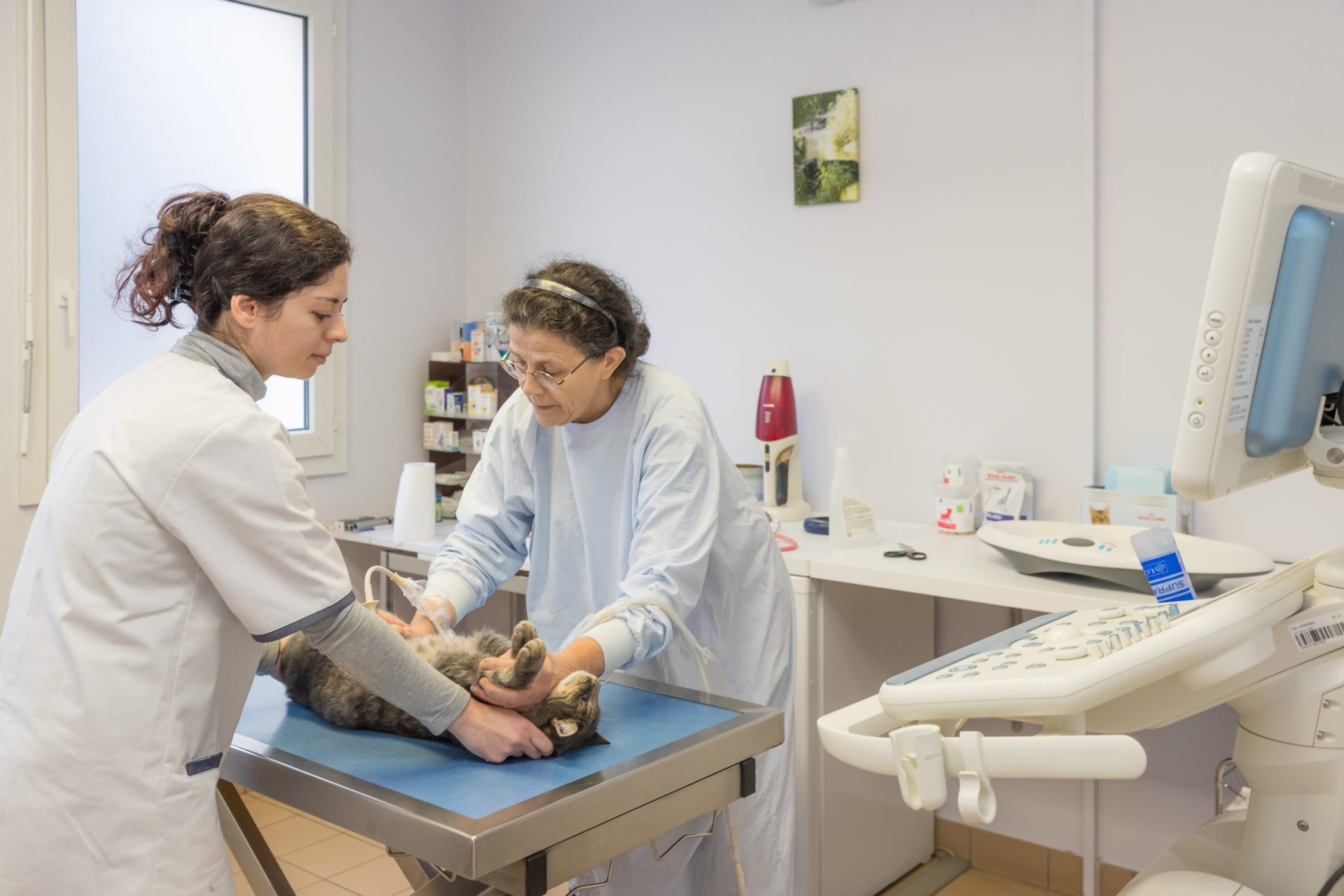 cliniqueveterinaireauxerre conches auxerre 16