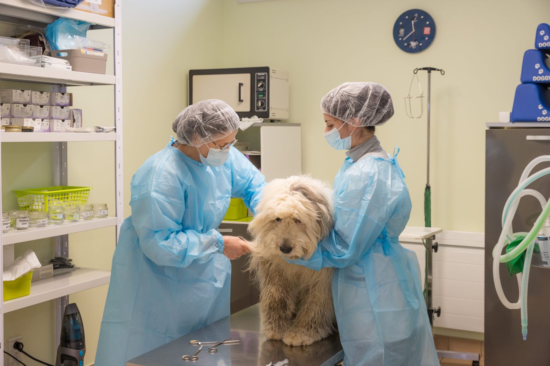 cliniqueveterinaireauxerre conches auxerre 23