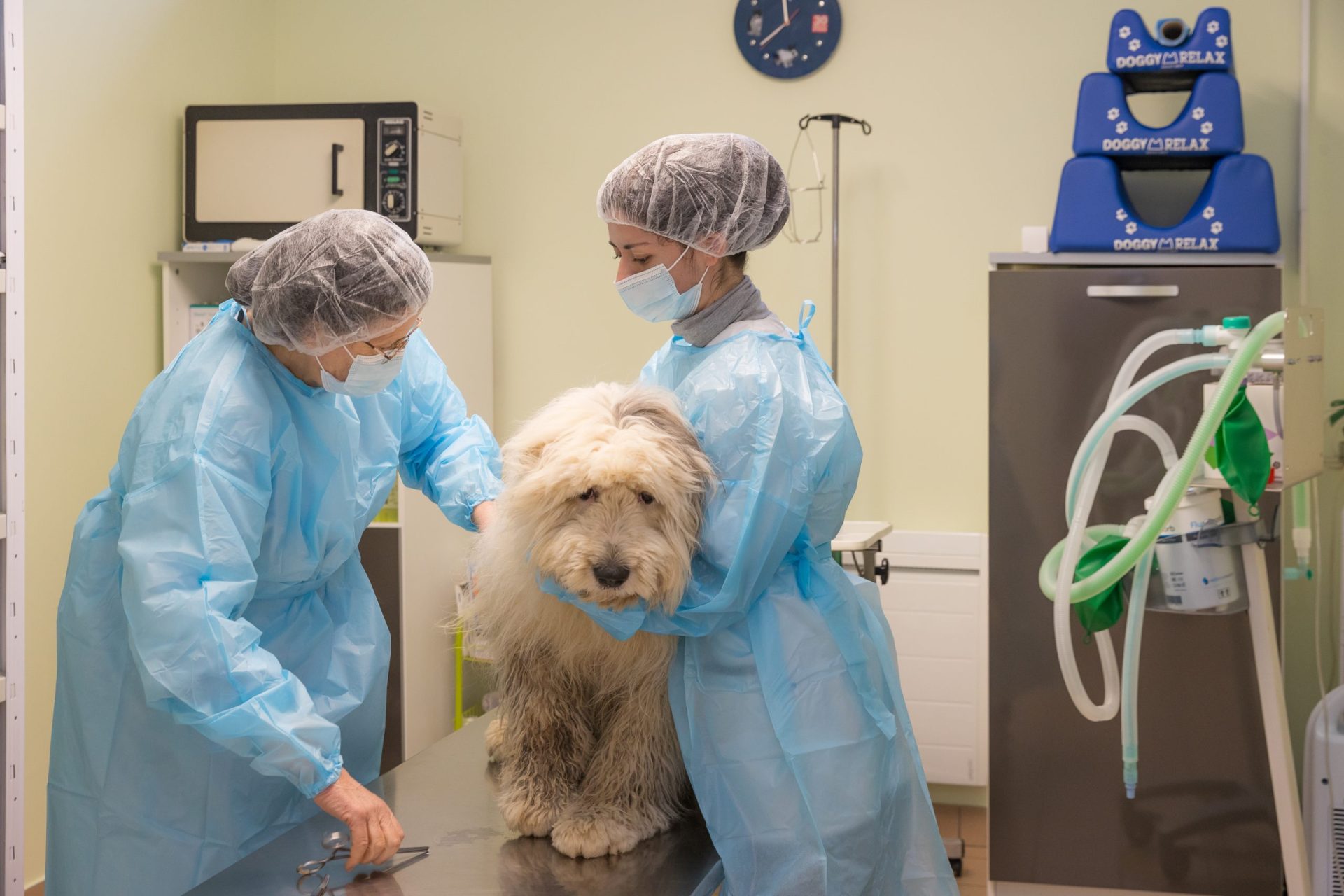 cliniqueveterinaireauxerre conches auxerre 24