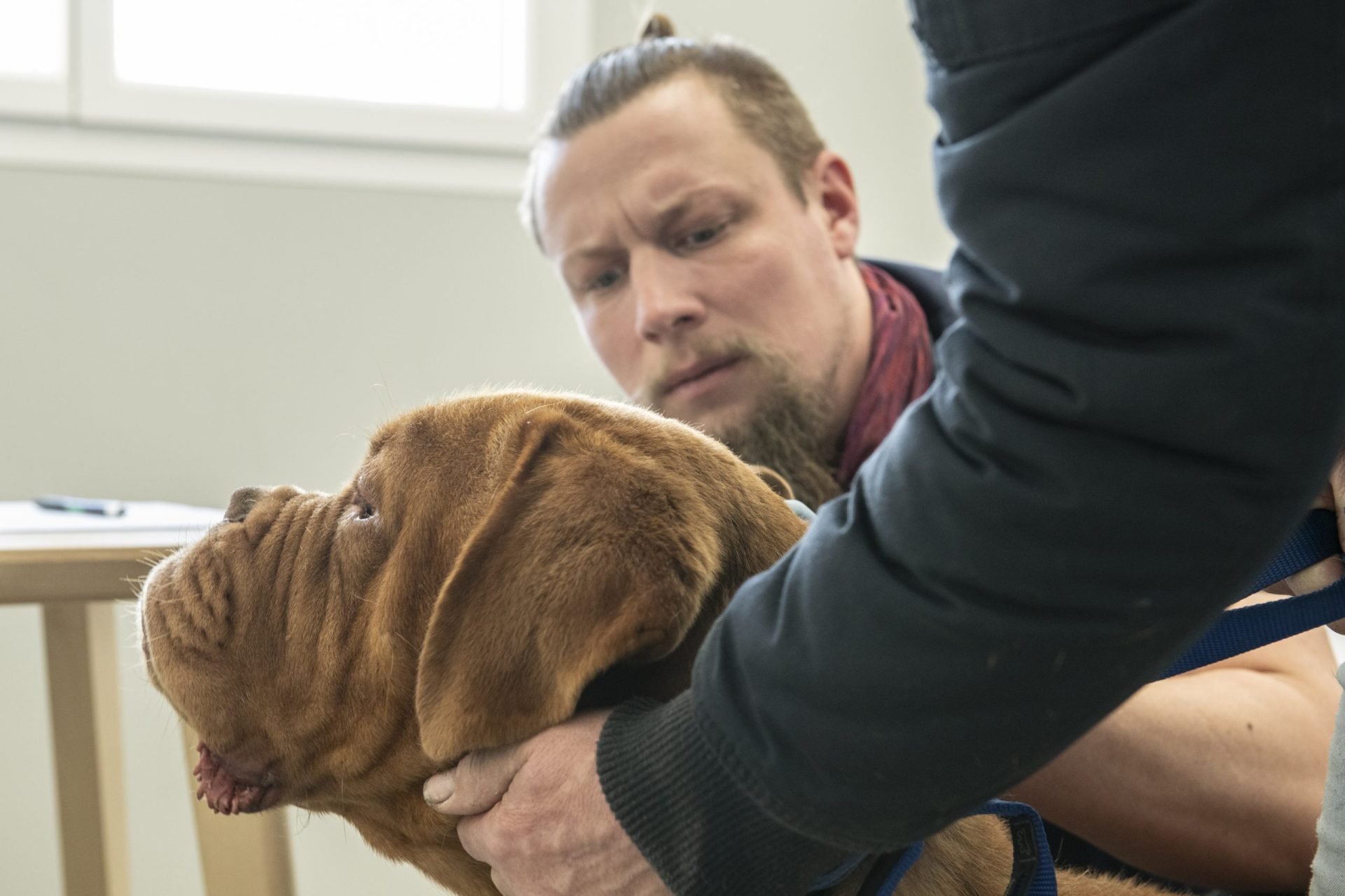 cliniqueveterinaired hornoylebourg hornoylebourg 20
