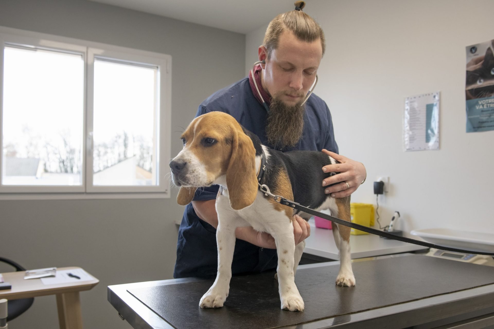 cliniqueveterinaired hornoylebourg hornoylebourg 23