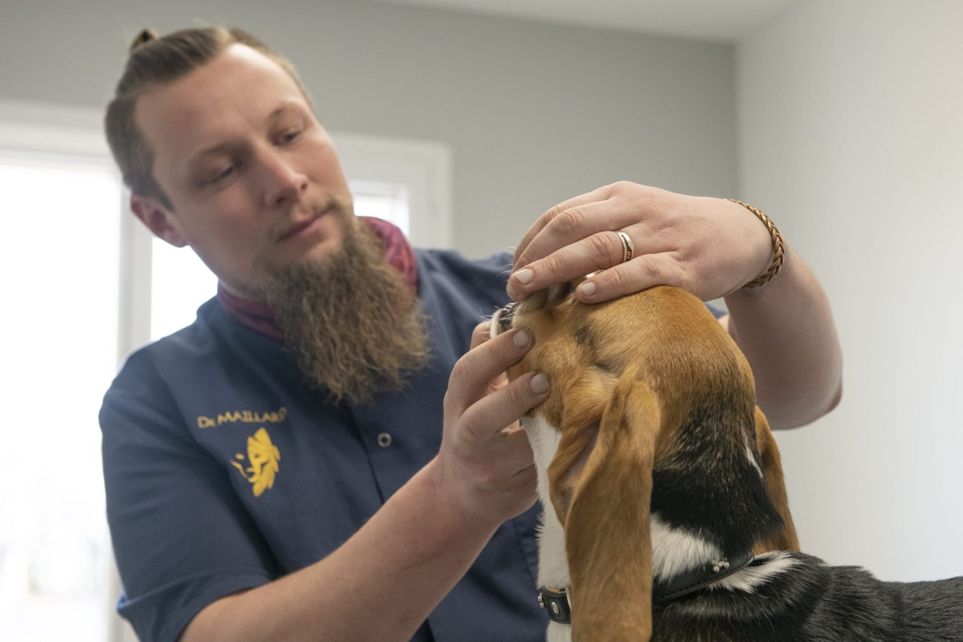 cliniqueveterinaired hornoylebourg hornoylebourg 24