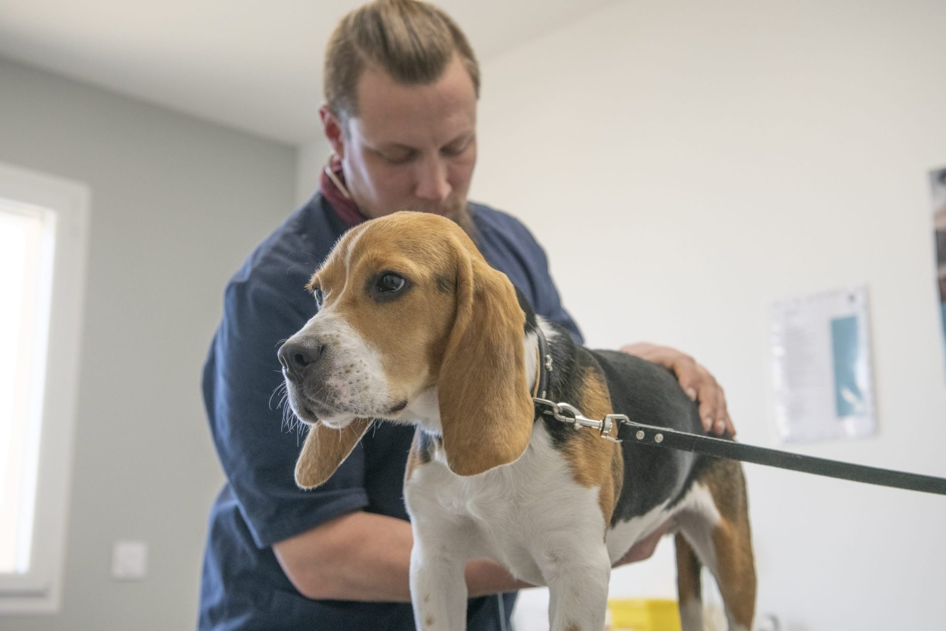 cliniqueveterinaired hornoylebourg hornoylebourg 25