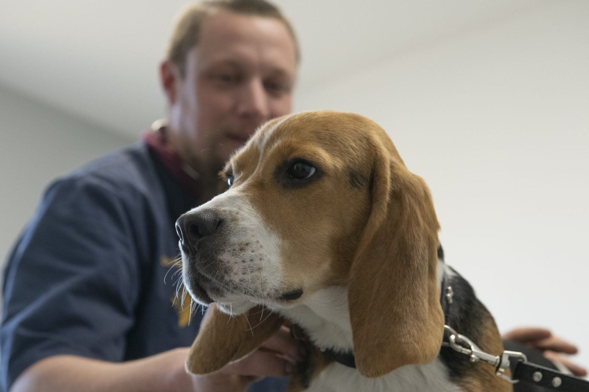 cliniqueveterinaired hornoylebourg hornoylebourg 26