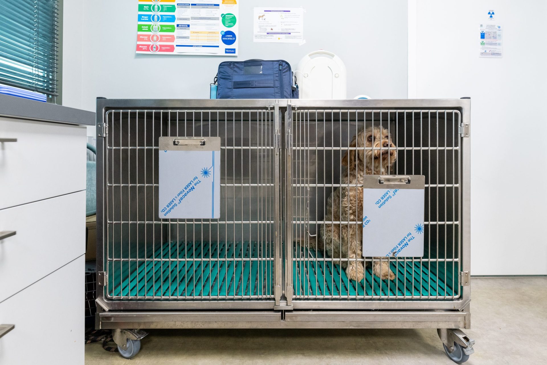 cliniqueveterinairedechaponnay chaponnay 11