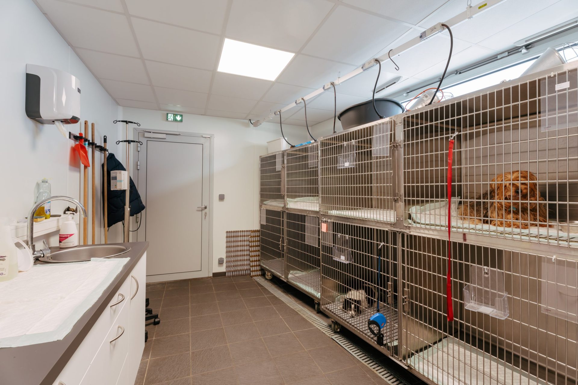 cliniqueveterinairedekerniol vannes 10