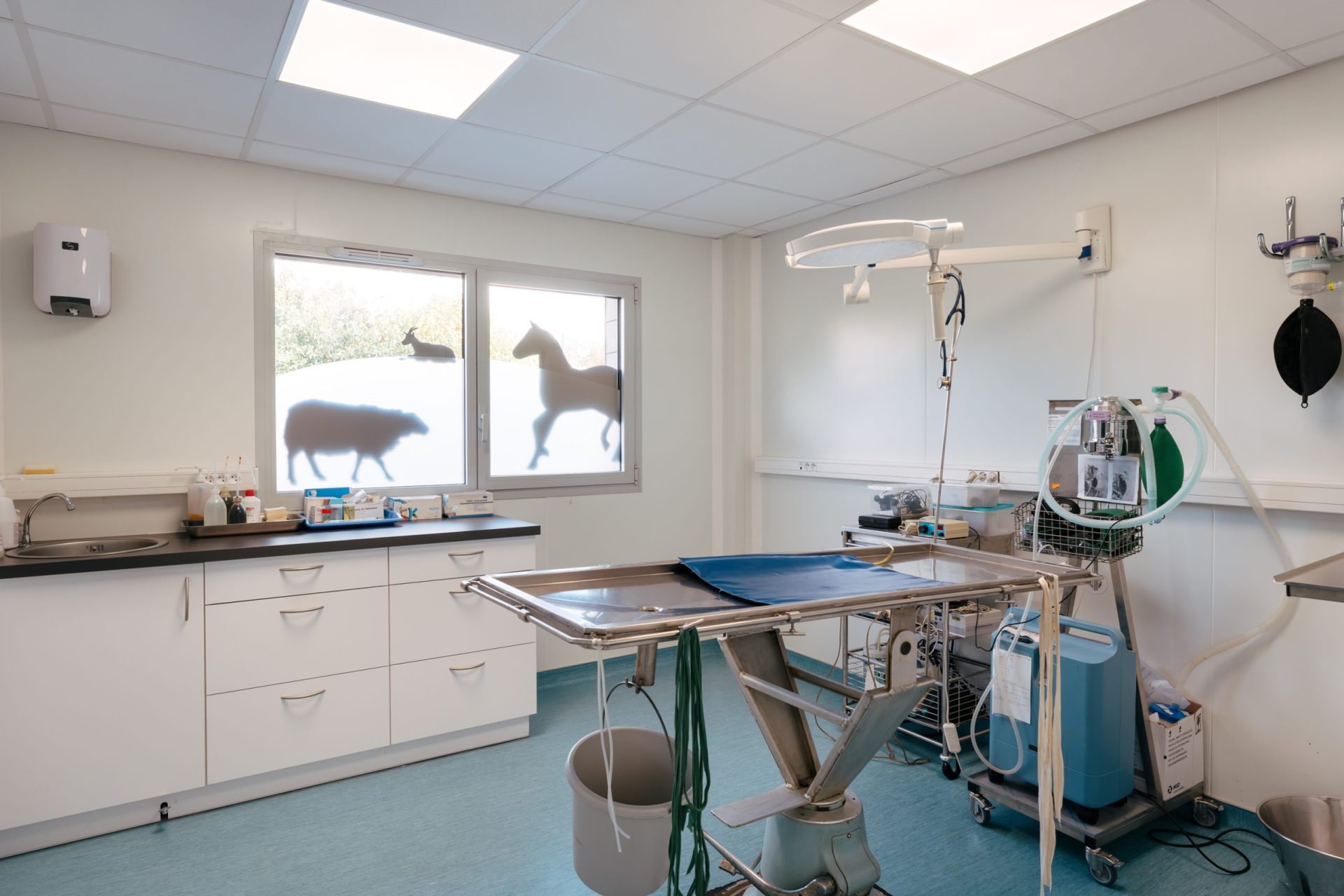 cliniqueveterinairedekerniol vannes 6