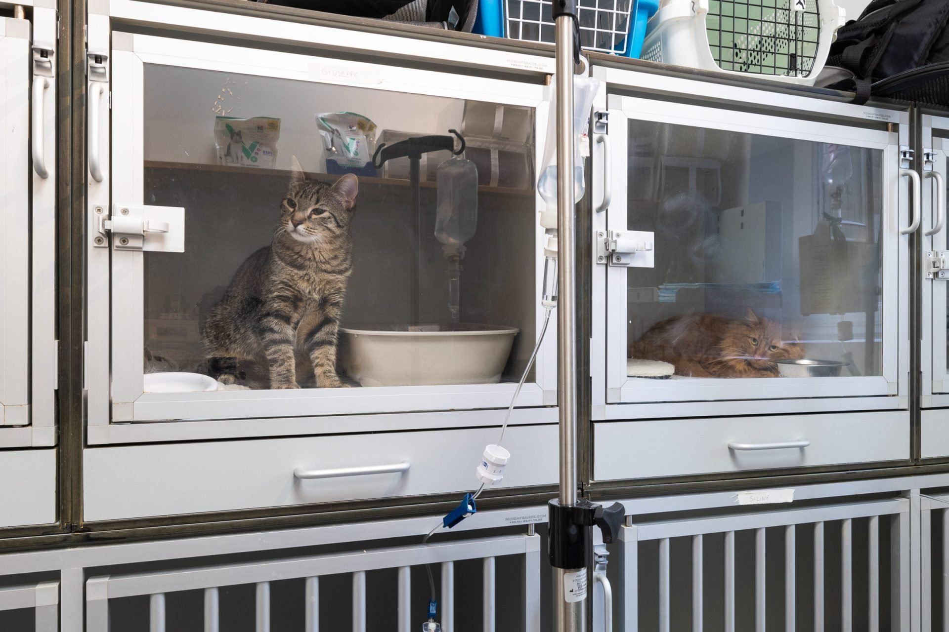 cliniqueveterinaireducrayon lyon 10