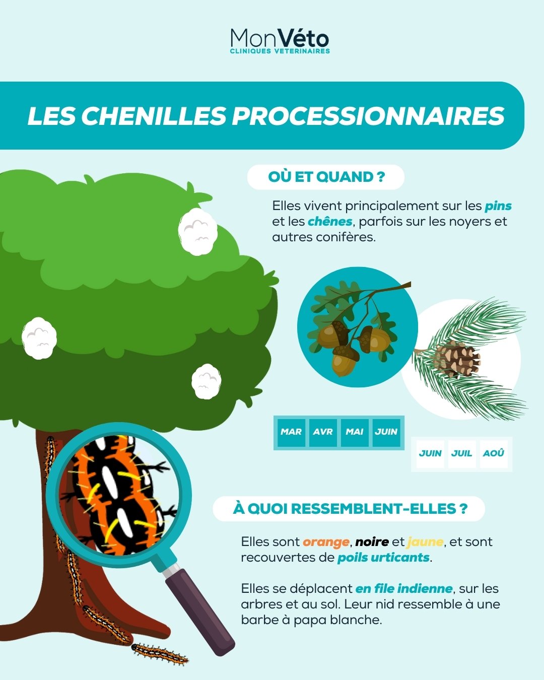 qu'est ce que sont les chenilles processionnaires