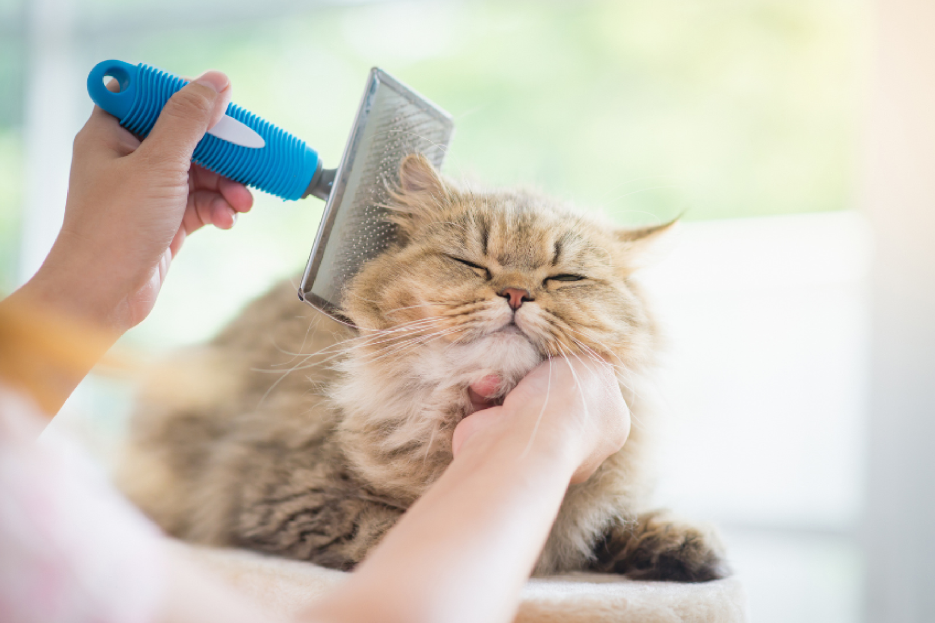 visuel 2 mue des animaux